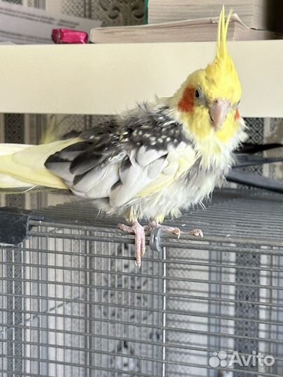 Попугай корелла пара