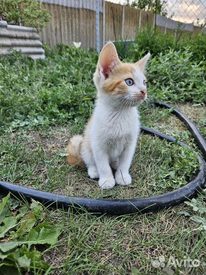 Котик в добрые руки