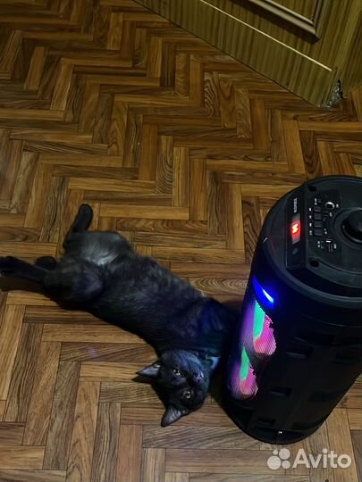 Отдам в добрые руки