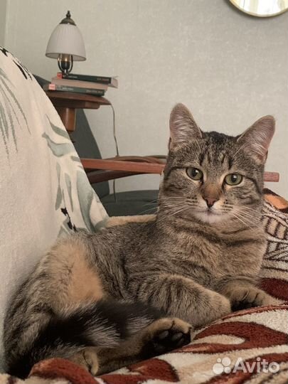 Котята ищут дом