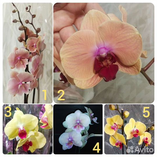 Орхидея фаленопсис