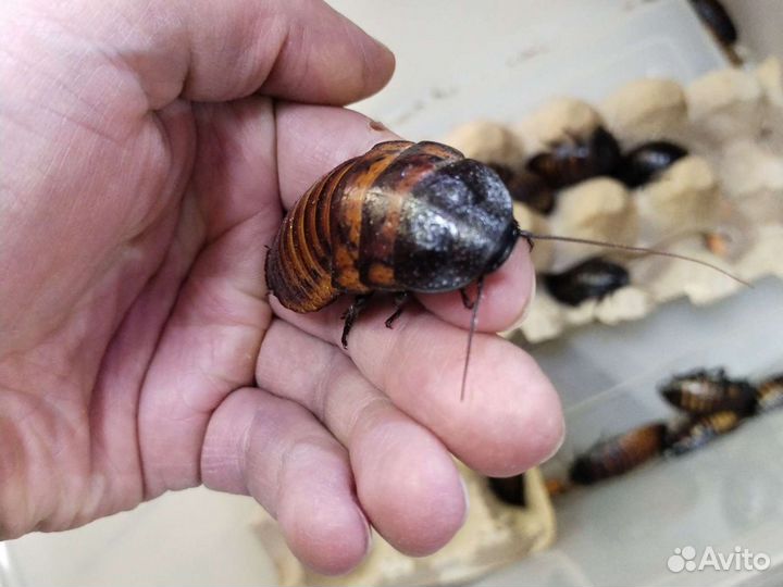 Кормовые насекомые для ёжика, варана, сов и т.д