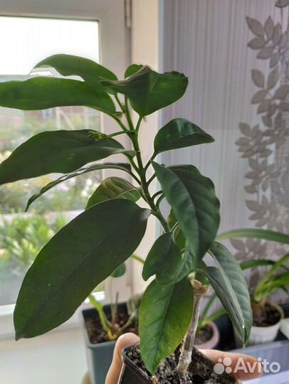 Хойя мультифлора