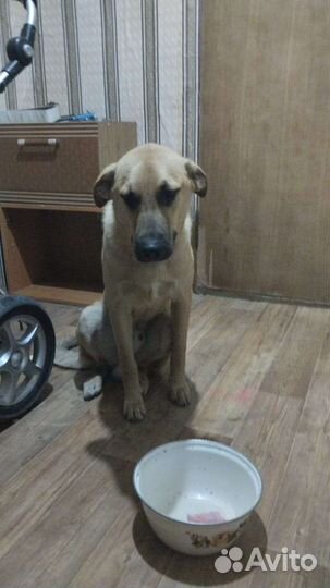 Собака в добрые руки