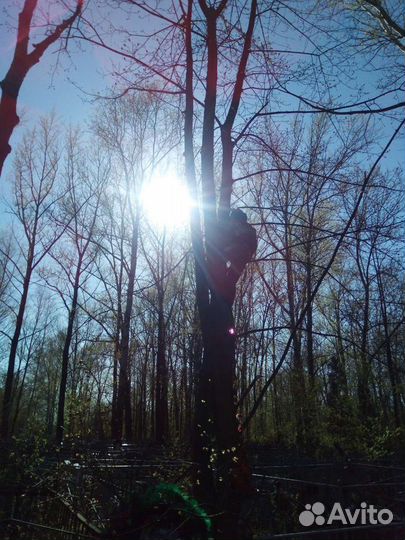 Спил деревьев