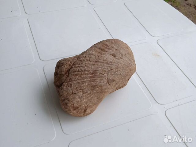 Окаменелости возрастом от 150 миллионов лет