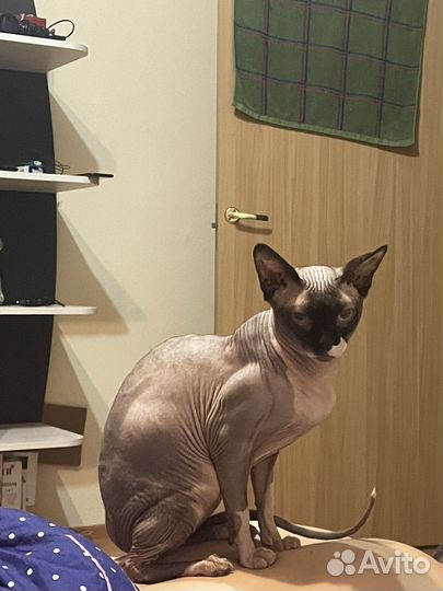 Канадский сфинкс