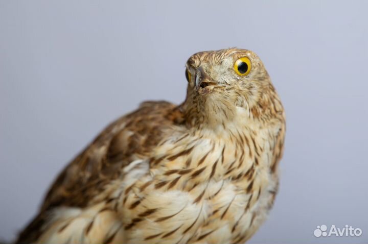 Чучело птицы