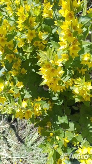 Цветы садовые, клубника, вишня, малина