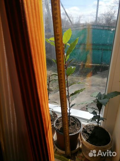 Лавровый лист