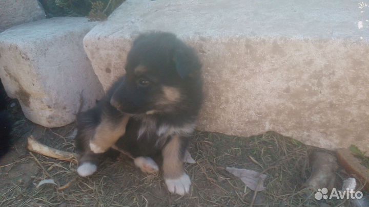 Щенки от хаски и дворняшки