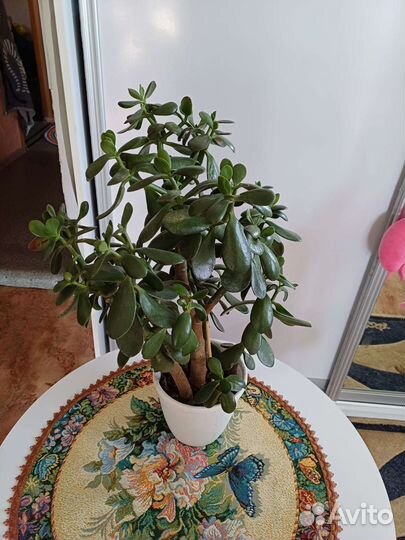 Толстянка 60см