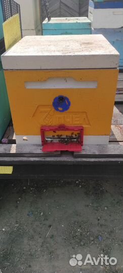 Пчелы и улья