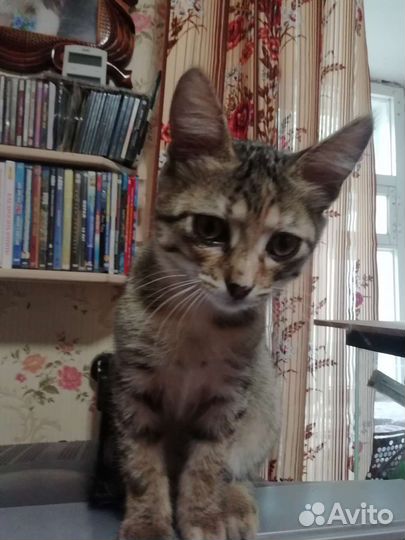 Кошки в добрые руки