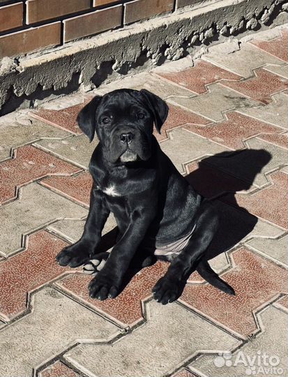 Щенок мальчик Кане Корсо