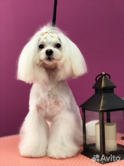 Мальтийская болонка мини