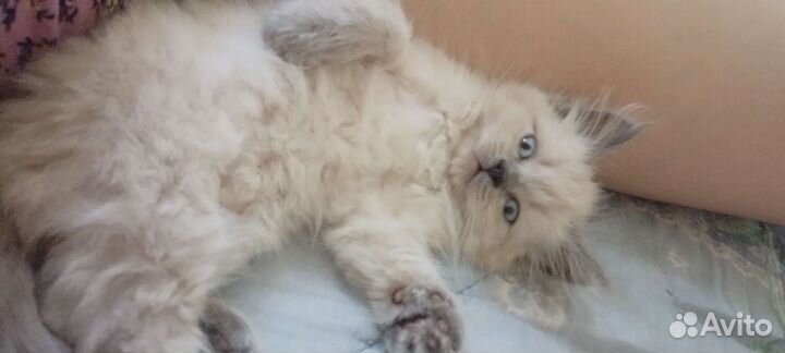 Невская маскарадная