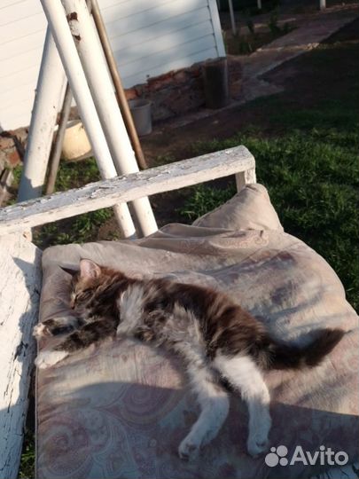 Котенок мейн-кун