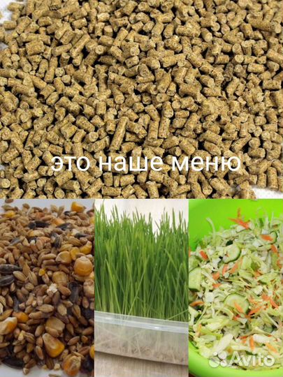 Яйцо куриное