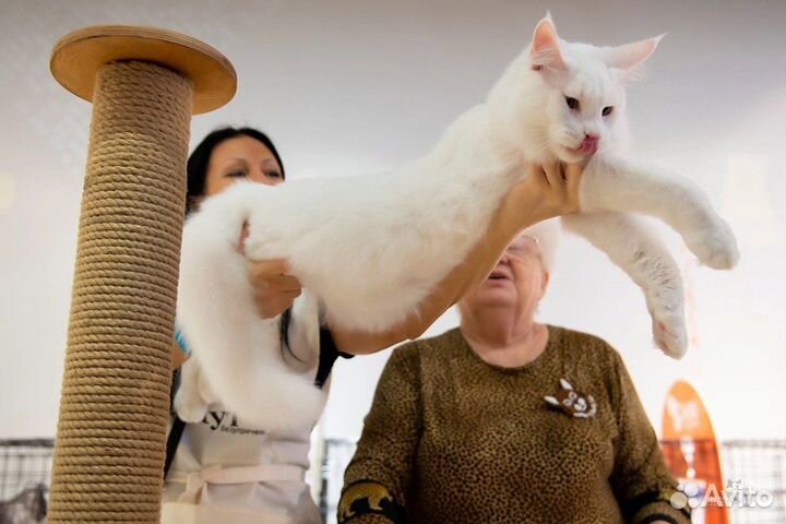 Мейн-кун вязка