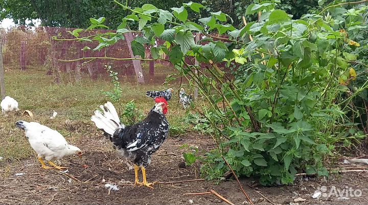 Молодой петух породы леггорн далматинец