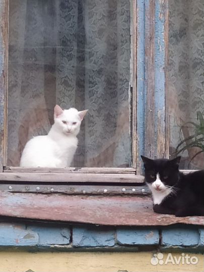 Котенок(девочка) отдам в добрые руки