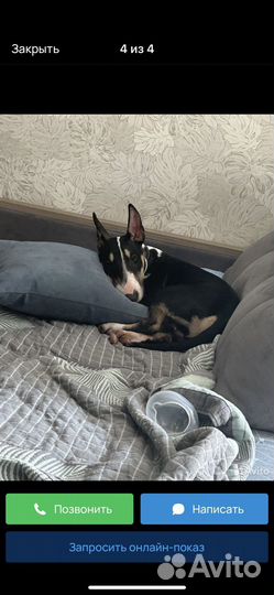 Стандартный бультерьер