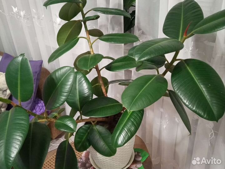 Фикус каучуконосный большой
