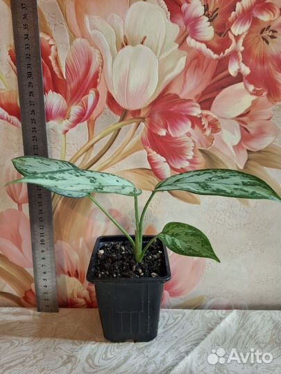 Аглаэнома, Мария