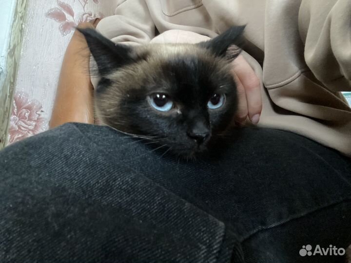Кошка и кот