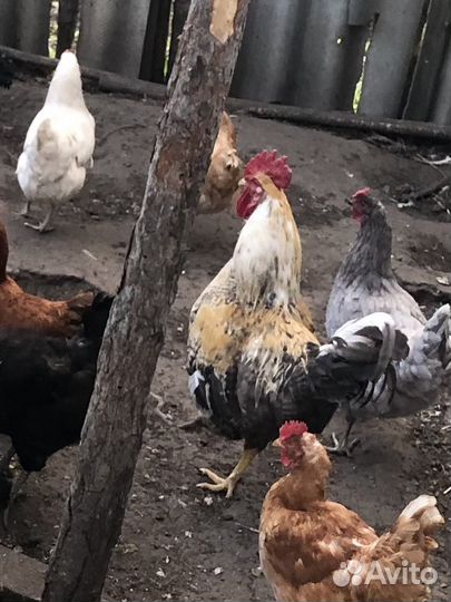 Молодые петухи