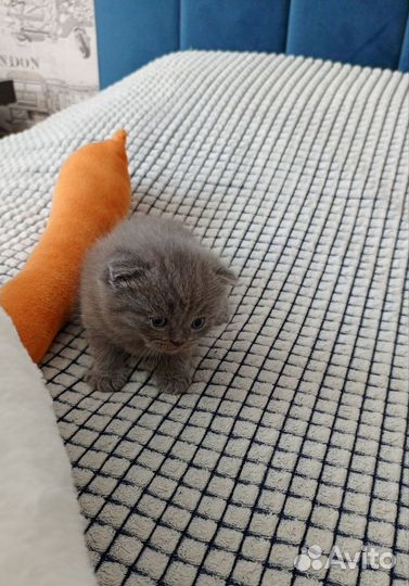 Шотландские котята