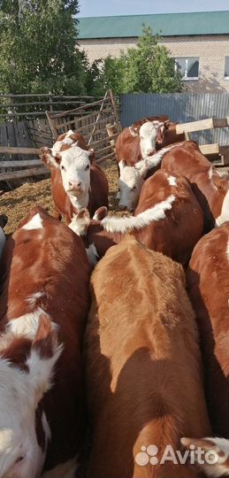 Тёлки герофорды 17 голов