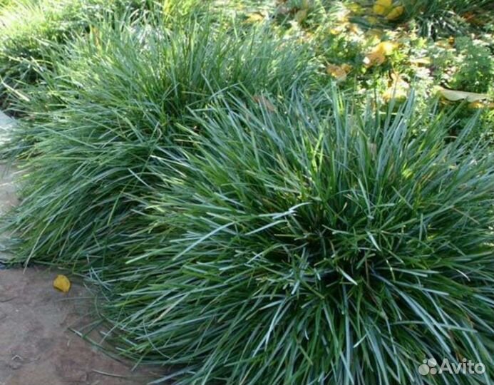 Садовые злаки почтой