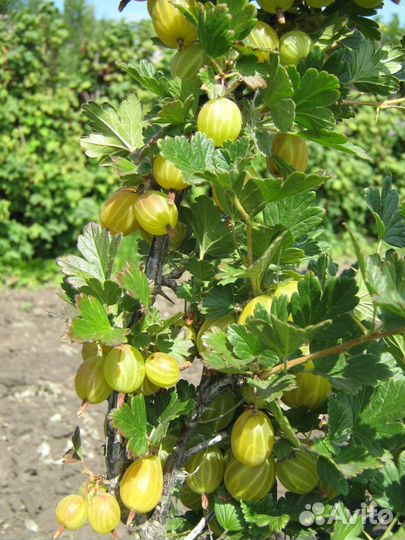 Кустарники