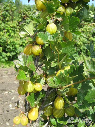 Кустарники