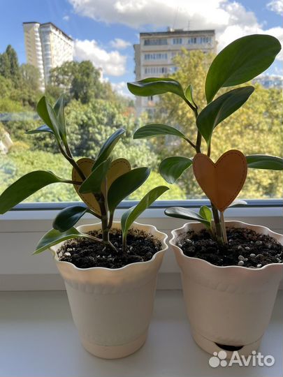 Пеперомия молодая