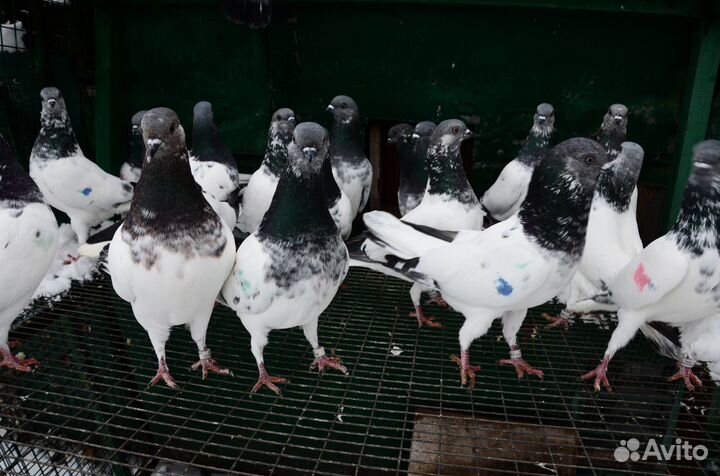 Венгерские голуби