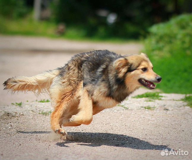 Мечта ищет дом