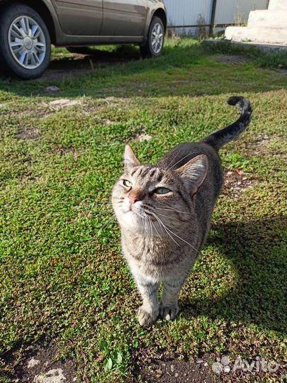 Кошка в дар