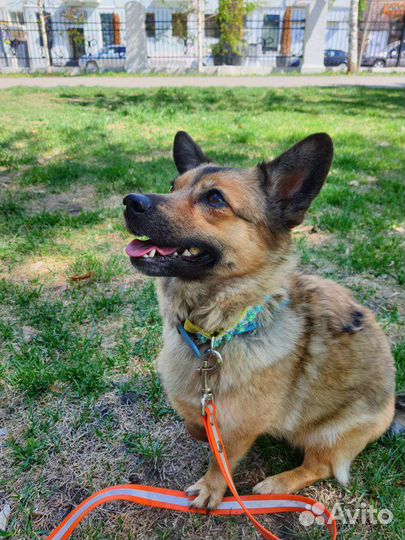 Миниатюрная собачка в добрые ручки