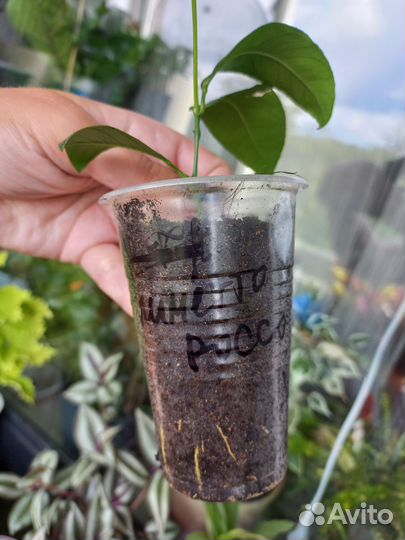 Лимон вариегатный, Лиметто Россо, Рангпур