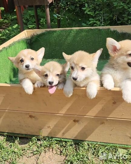 Вельш-корги пемброк