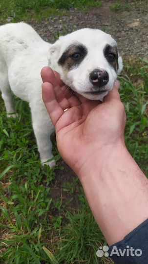 Отдам бесплатно в добрые руки