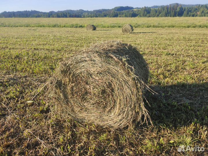 Сено в рулонах