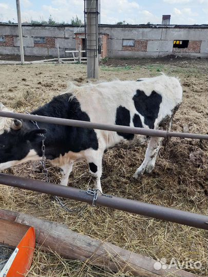 Быки на откорм