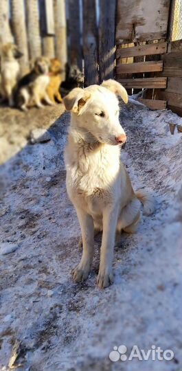 Собака в добрые руки