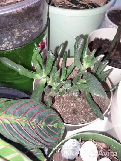 Гранат,мирт и другие цветы