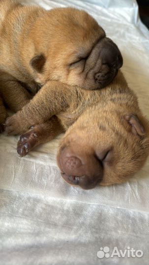 Щенки шарпея