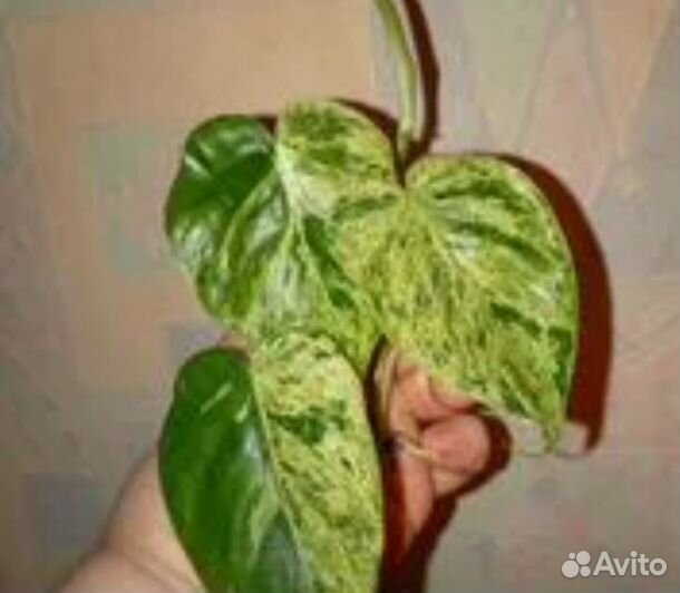 Филодендрон Хедерациум вариегатный